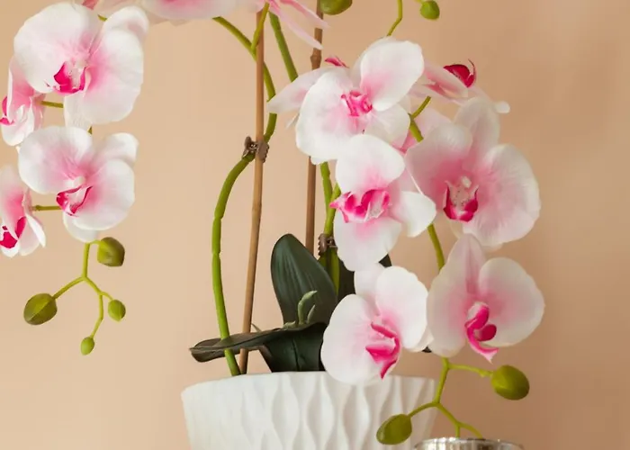 Appartement Rose In By Renters Kołobrzeg